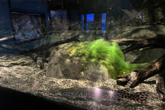Aquarium of Niagara, New York 15