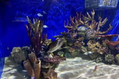 Aquarium of Niagara, New York 17