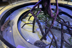 Aquarium of Niagara, New York 19