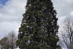 Arborele Sequoia 05