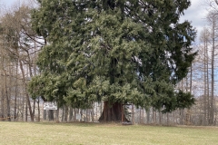 Arborele Sequoia 06