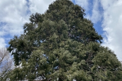 Arborele Sequoia 09