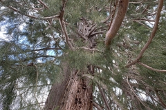 Arborele Sequoia 11