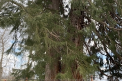 Arborele Sequoia 15