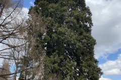 Arborele Sequoia 17