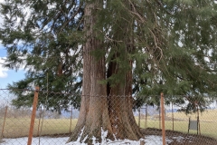 Arborele Sequoia 19