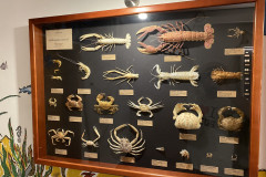 Baska Aquarium 09