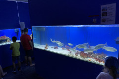 Baska Aquarium 15