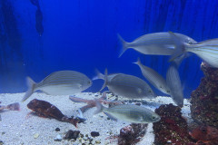 Baska Aquarium 17
