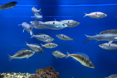 Baska Aquarium 18