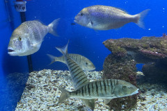 Baska Aquarium 20