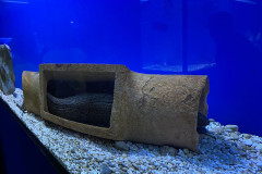 Baska Aquarium 23