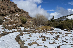 Botanical Garden de El Portillo, Tenerife 15