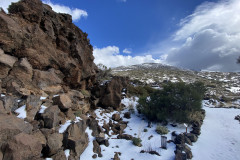 Botanical Garden de El Portillo, Tenerife 67