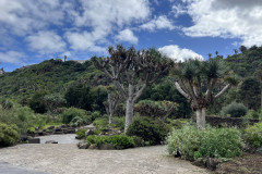 Jardín Botánico Canario Viera y Clavijo, Gran Canaria 03