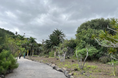 Jardín Botánico Canario Viera y Clavijo, Gran Canaria 04