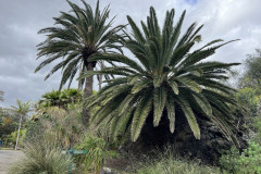 Jardín Botánico Canario Viera y Clavijo, Gran Canaria 10