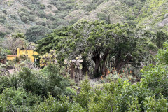 Jardín Botánico Canario Viera y Clavijo, Gran Canaria 100