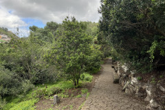 Jardín Botánico Canario Viera y Clavijo, Gran Canaria 101