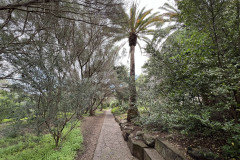 Jardín Botánico Canario Viera y Clavijo, Gran Canaria 102