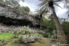 Jardín Botánico Canario Viera y Clavijo, Gran Canaria 103