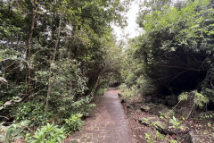 Jardín Botánico Canario Viera y Clavijo, Gran Canaria 108