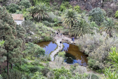 Jardín Botánico Canario Viera y Clavijo, Gran Canaria 111