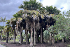 Jardín Botánico Canario Viera y Clavijo, Gran Canaria 12