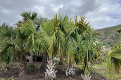 Jardín Botánico Canario Viera y Clavijo, Gran Canaria 13