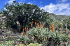 Jardín Botánico Canario Viera y Clavijo, Gran Canaria 134