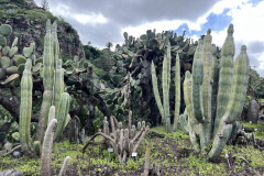 Jardín Botánico Canario Viera y Clavijo, Gran Canaria 138