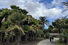 Jardín Botánico Canario Viera y Clavijo, Gran Canaria 14