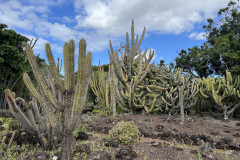 Jardín Botánico Canario Viera y Clavijo, Gran Canaria 142