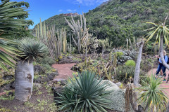Jardín Botánico Canario Viera y Clavijo, Gran Canaria 144