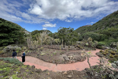 Jardín Botánico Canario Viera y Clavijo, Gran Canaria 145