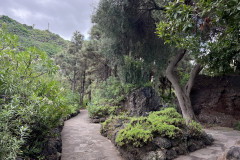 Jardín Botánico Canario Viera y Clavijo, Gran Canaria 148
