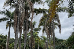 Jardín Botánico Canario Viera y Clavijo, Gran Canaria 17