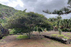 Jardín Botánico Canario Viera y Clavijo, Gran Canaria 22