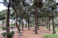 Jardín Botánico Canario Viera y Clavijo, Gran Canaria 24