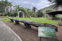 Jardín Botánico Canario Viera y Clavijo, Gran Canaria 25