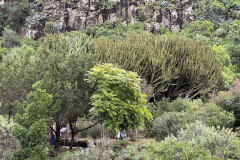 Jardín Botánico Canario Viera y Clavijo, Gran Canaria 27