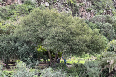 Jardín Botánico Canario Viera y Clavijo, Gran Canaria 28