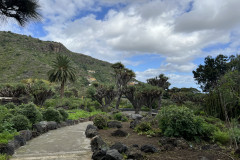 Jardín Botánico Canario Viera y Clavijo, Gran Canaria 29