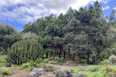 Jardín Botánico Canario Viera y Clavijo, Gran Canaria 30