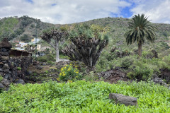 Jardín Botánico Canario Viera y Clavijo, Gran Canaria 31