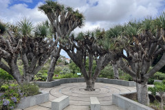 Jardín Botánico Canario Viera y Clavijo, Gran Canaria 32