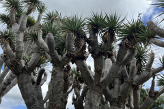 Jardín Botánico Canario Viera y Clavijo, Gran Canaria 33