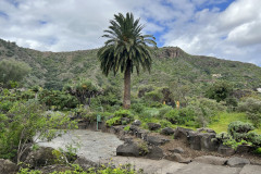 Jardín Botánico Canario Viera y Clavijo, Gran Canaria 34