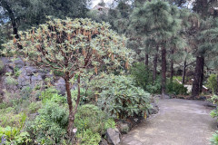 Jardín Botánico Canario Viera y Clavijo, Gran Canaria 35