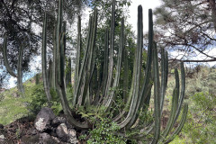 Jardín Botánico Canario Viera y Clavijo, Gran Canaria 37